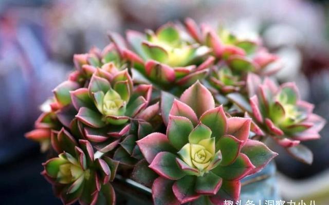 叶片|这“三多肉”扦插正当时,掰点叶片就生根,成活率比其他季节都高