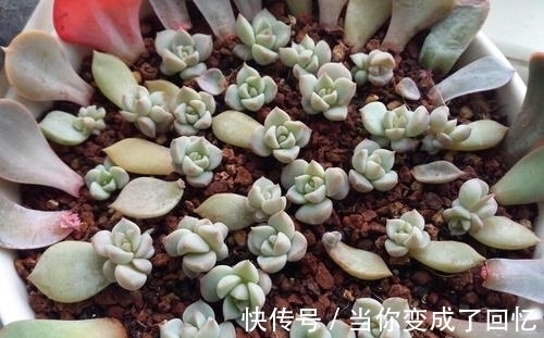 叶插多肉不出芽?掌握几个要点,出芽率高达90%以上!