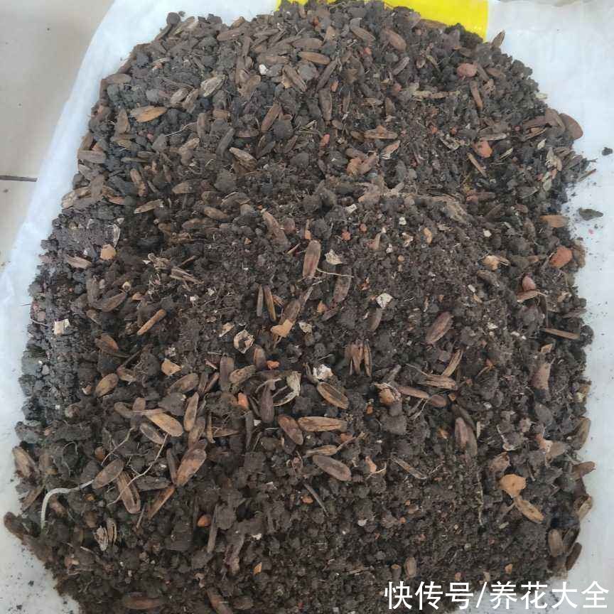 土壤出现4个问题，要赶紧换盆，不然植物都死了