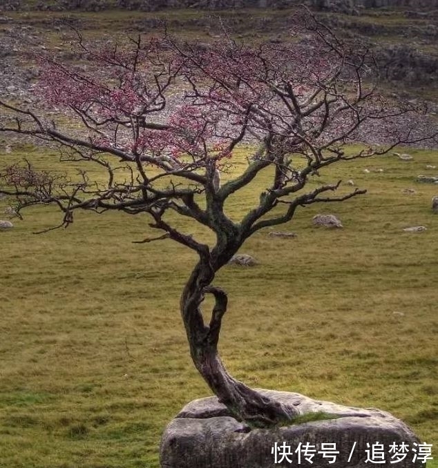 震撼！21棵不想“死”的树，这就是生命