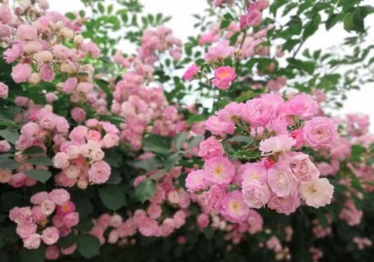 聪明人都养5种花，迷人的花朵，开满整个花盆，快养起来吧！