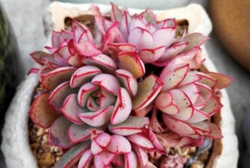 你以为灰姑娘只存在于童话里？大错特错，多肉植物中也有灰姑娘