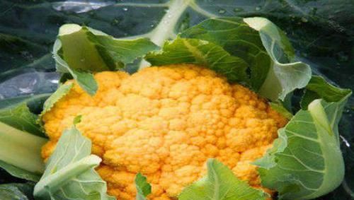  补充|女人爱美，不要错过以下食物，补充营养，补血养血，年轻又迷人