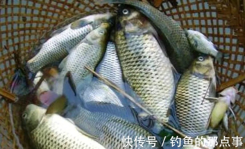 冬钓一时半会很难聚鱼?老司机只说了3句“口诀”,大板鲫特好钓
