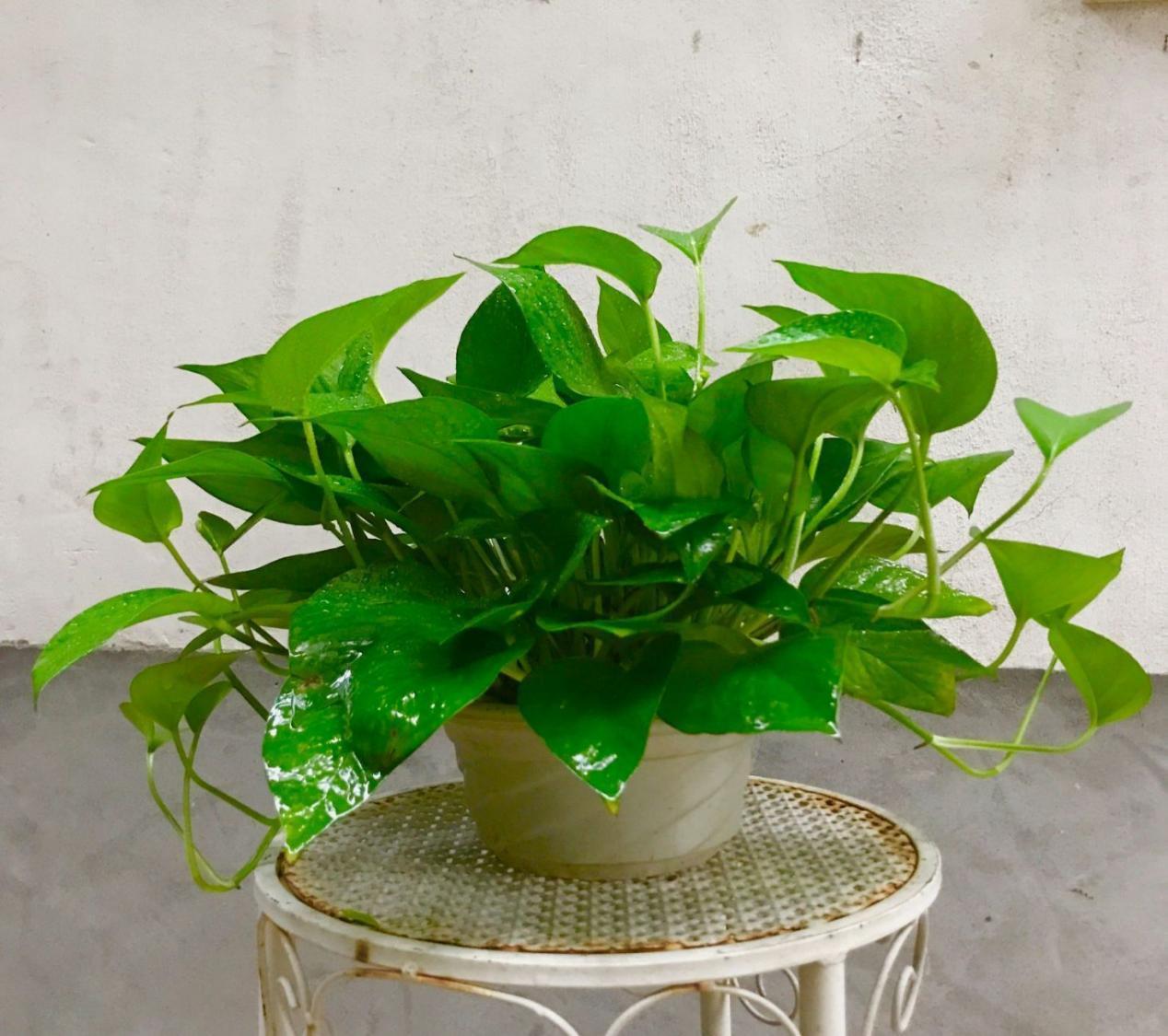 鸡蛋壳是养花神器，掌握住这些用法，完全不需再花钱买肥料了