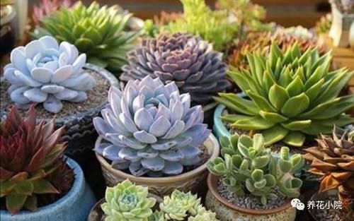 夏天到了,养多肉别犯“3种错误”,否则最后只剩空花盆