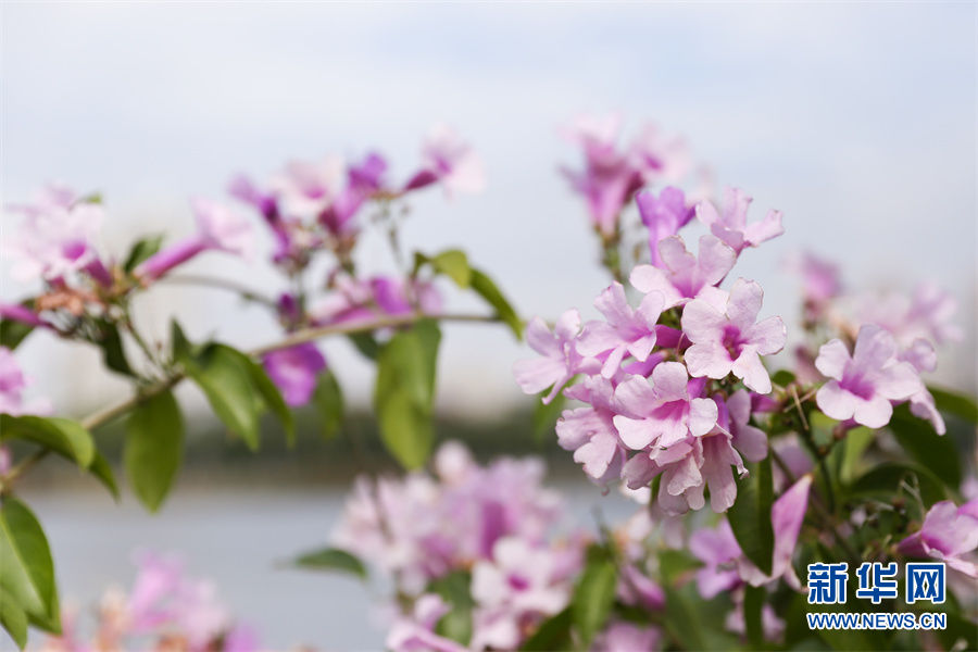 冬日胜春朝，这面蒜香味的花墙火了|图说 | 紫玲藤