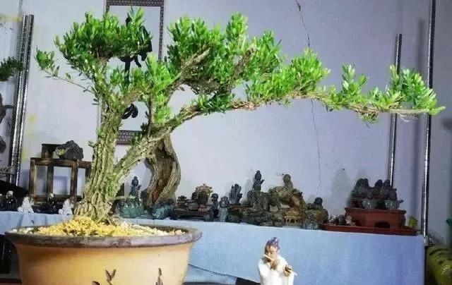 黄杨|10年前一盆上万,10年后一盆十块,烂大街的黄杨,被玩坏的盆景