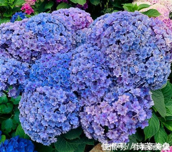 司凤为璇玑种的蓝色八仙花,现实你也能养,开花仙气十足,太美了