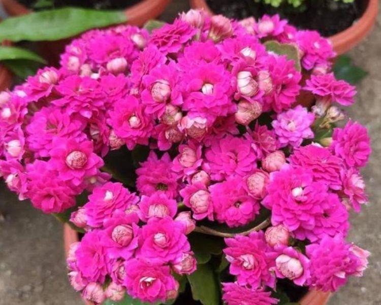 几种花，开花漂亮又好养，越旺开花越多，花开满盆