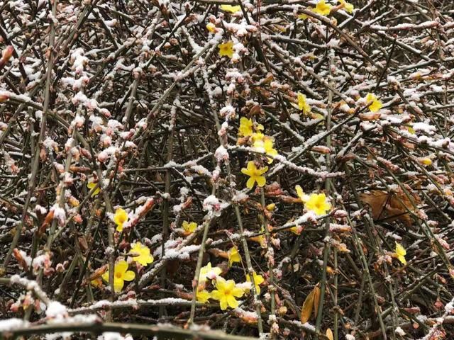 醉东风|2021年第一场雪，圆明园春雪风光