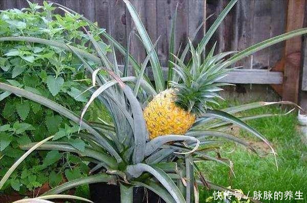 菠萝头不要再扔掉了!简单几步变盆栽,还能结果子!