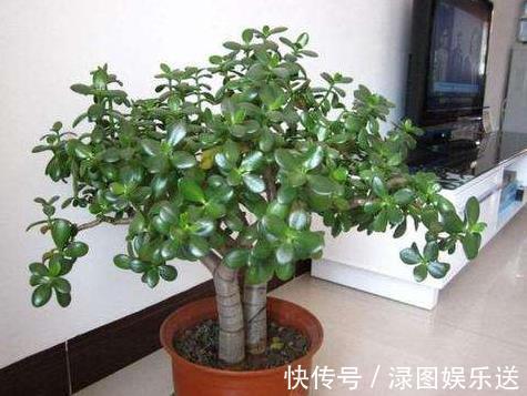花友们|2种“镇宅树”,养在客厅最合适,好看又好养,长成老桩,值钱!