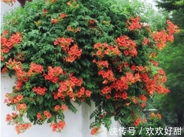 如果爱|4种花对待新手很友好,沾土就能活,开花就爆盆,不易生病好养护