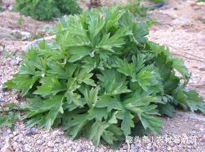 宫冷不孕|妇科疾病的天敌找到了，女人常用此物煮水泡脚，治疗宫寒，暖气血