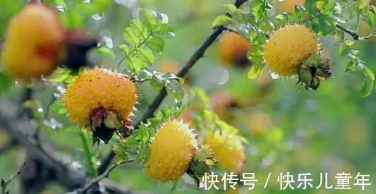 砍伐|农村这四种野果,即便见过三种也不多,更别说吃过了
