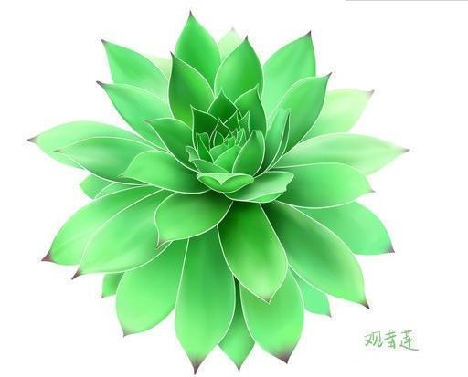 不到一年从1盆变成12盆的多肉植物——观音莲到底该怎么养