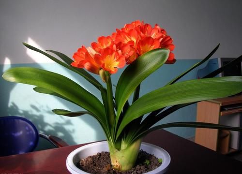 君子兰高雅大气开花鲜艳，春季注意三点，苗壮冬季开成大花球