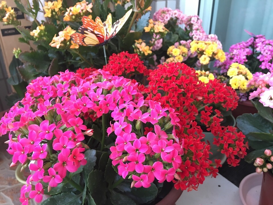 气温升高，养长寿花，记得多做3步，初秋迅速开出“第1茬”花