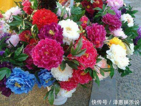 五色牡丹|路边摊买了个花根,花贩说是五色牡丹,长大后一家人哭笑不得