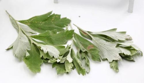 不论男女,经常用艾叶水洗头,解决不少烦恼,成本还低