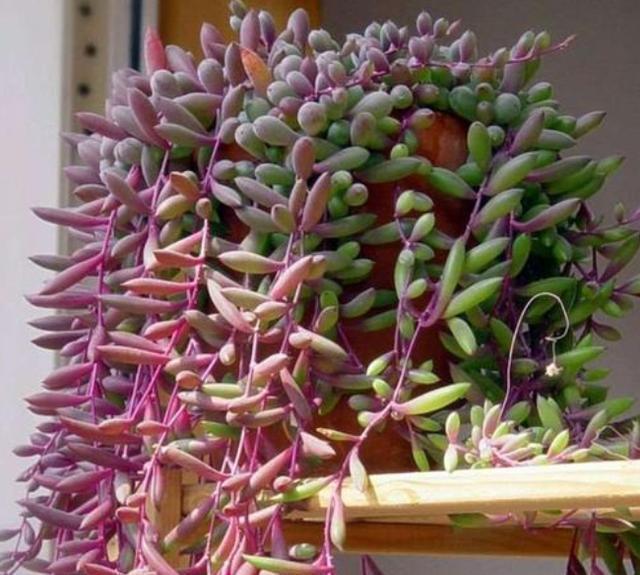 发酵|养花人都用的“黄豆水”,不是所有植物都能用,而且要用对方法