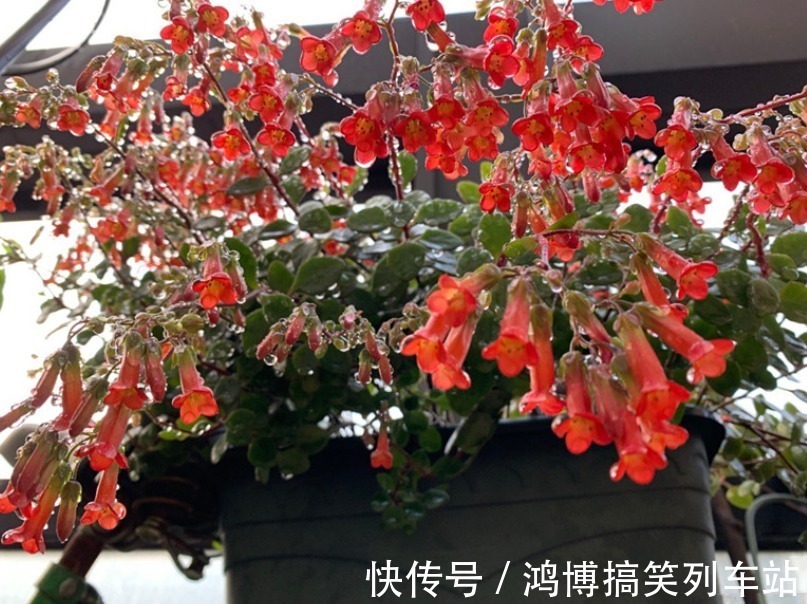 生根剂|秋高气爽,养宫灯长寿花,盆栽牢记4点,冬春花开最盛