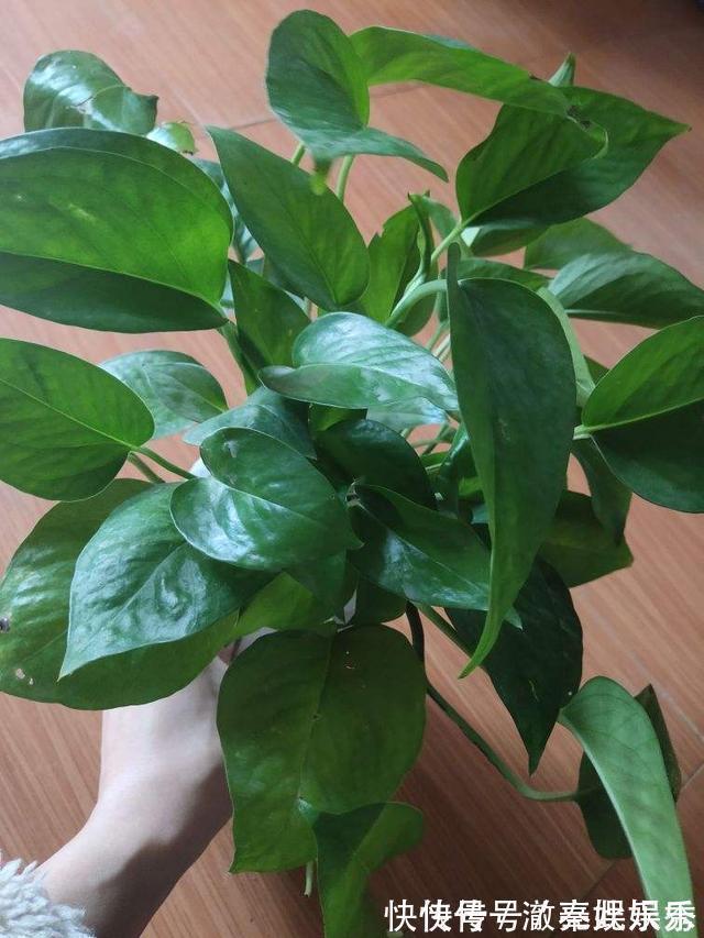 养护|4种花现在要搬进屋,要是再晒下去,就要晒成“枯草”