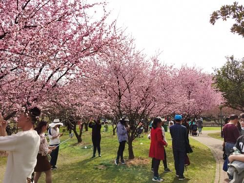 老年|长沙市中心的梅林，2万平米500株梅花盛开，比省植物园还美