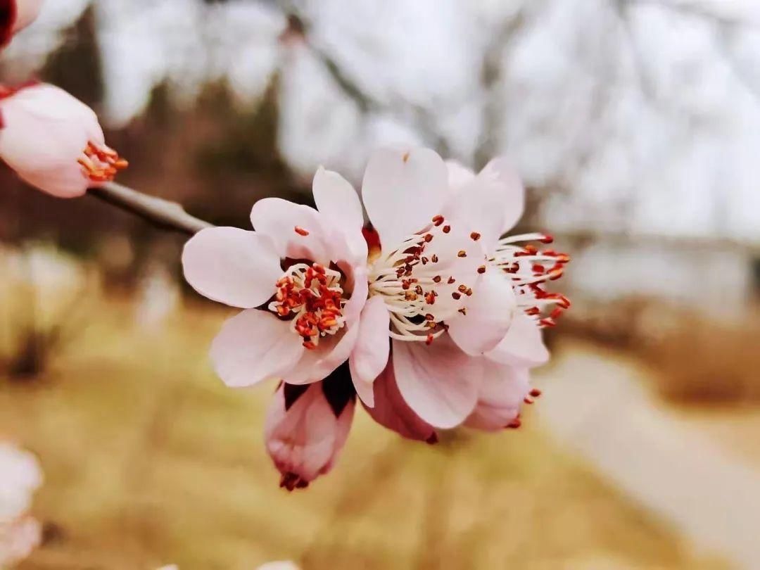 是的，花开了！