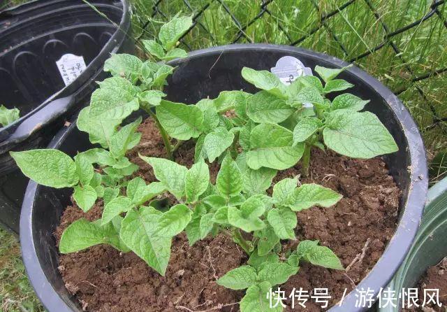 盆栽|发芽的土豆有毒不敢吃,养成盆栽1颗变10颗,老人特别喜欢