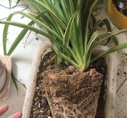 用“土方法”制作的花肥，才是养花“万能肥”，养啥旺啥