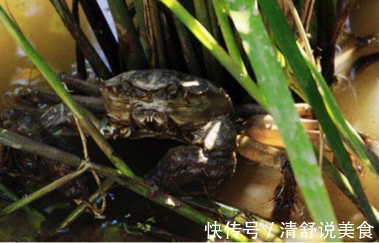 那些乡村野味,你吃过多少太美味了