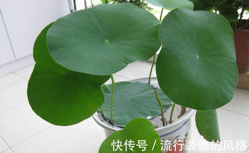 花友们|空间小养荷花就选“初玖”，花型、株型均美，省地方又好打理