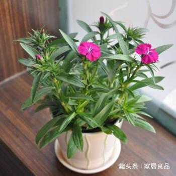 植株|“病菌”超怕的5种花，家里养一盆，老人、小孩“少生病”