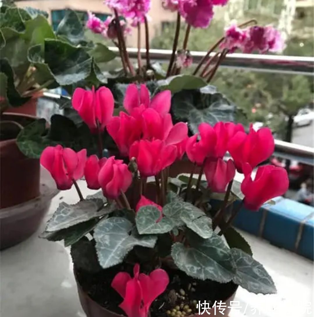 技巧|养仙客来，掌握4个养护技巧，叶子浓绿开花不断