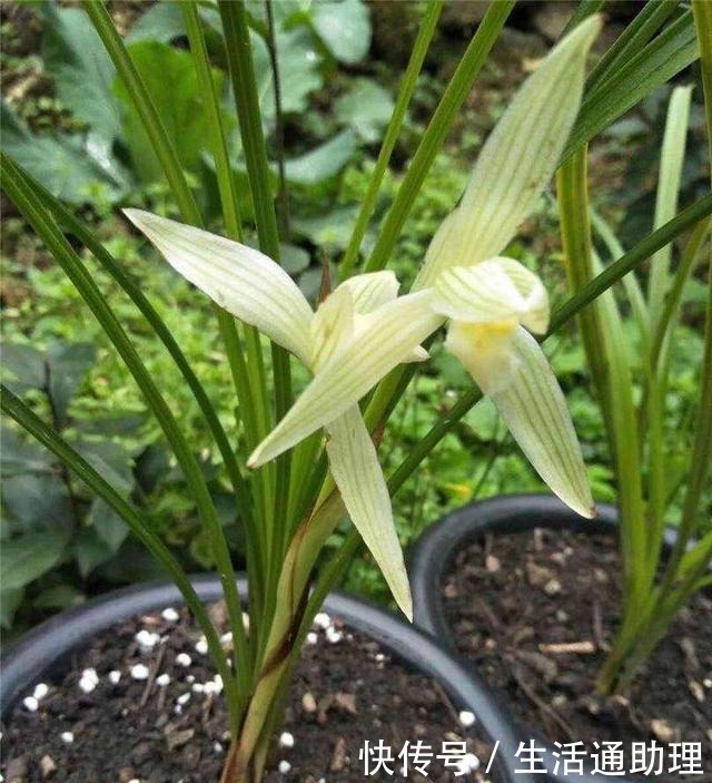 春季养兰花,要做“2件事”,花苞窜满了,开花芳香、长爆盆!
