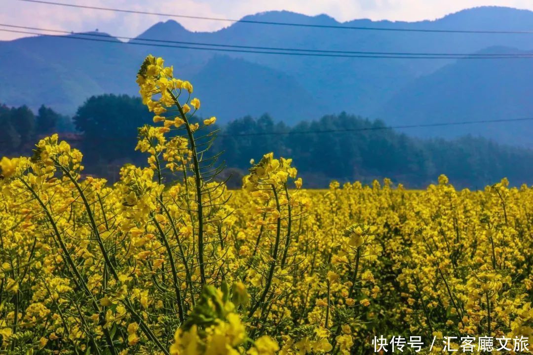 一到春天，贵州就开启到花海模式！