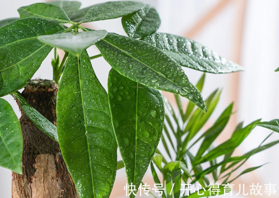 天冷发财树就黄叶,2个“病因”揪出来,分分钟解决,叶片油绿