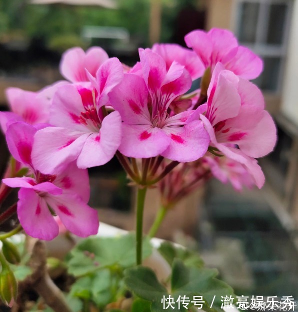 新芽|3种花马上要“醒了”,抓住时机养护,秋天呼呼冒新芽