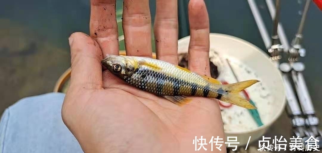 石斑鱼|溪石斑，鱼体虽小价格昂贵，很多钓鱼人根本不懂如何垂钓！
