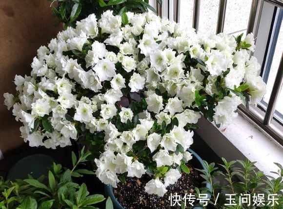 杜鹃花年年买就是养不活掌握4点技巧,一盆养成老桩当传家宝
