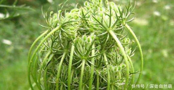 一种野草是蛇的天然“床铺”,开花美价值高!野外遇到最好别碰!