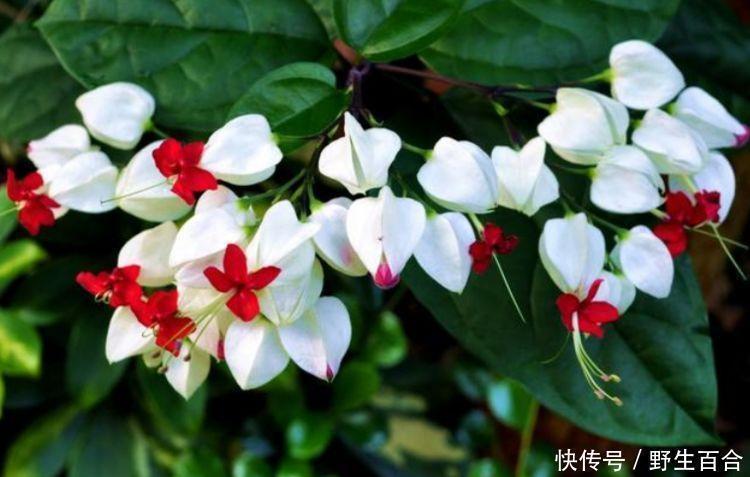 清新|家有庭院就养这种花,美不胜收,清新浪漫、美如仙境!