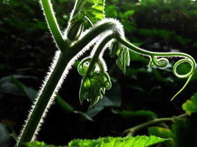 南瓜藤|这种瓜的叶子是个宝，降压、戒烟、打结石，可惜知道的人太少了