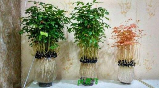 4种“果核”不要扔,埋土里,5天之后“惊喜”不断,观叶又收果!