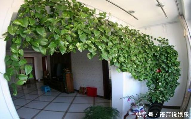 她出差前随手在绿萝花盆里倒了点这个,回家后发现绿萝爬满屋子