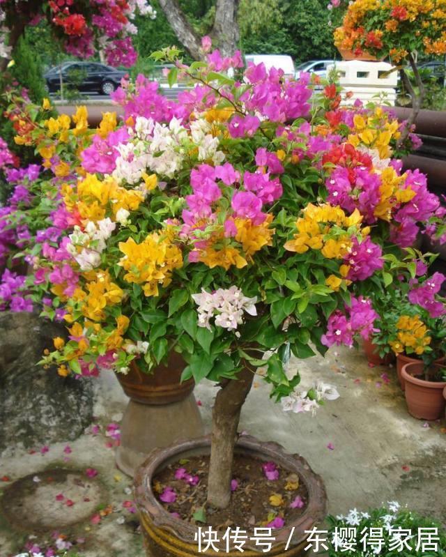 三角梅不开花?掌握3个“弱点”,开花很强悍,一茬接一茬