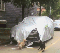 |搞笑GIF趣图大姐,这辆摩托车的质量应该不错吧!