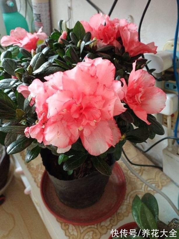 花友|“养花圈”最坑人的3种花,老花农都入过坑,买回家就是浪费钱